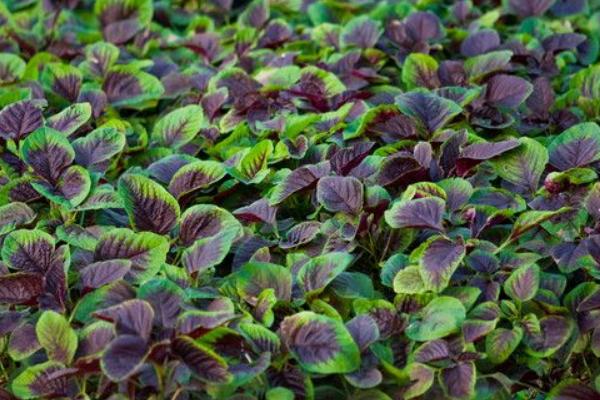 2018种苋菜赚钱吗?苋菜种植的利润与投资成本及前景预测