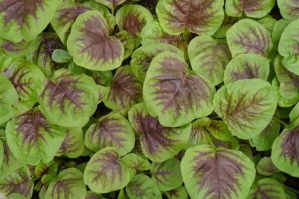 2018种苋菜赚钱吗?苋菜种植的利润与投资成本及前景预测