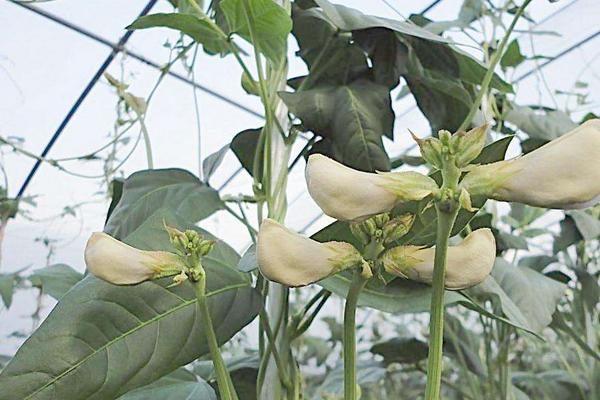 2018种豇豆赚钱吗?豇豆种植的利润与投资成本及前景预测