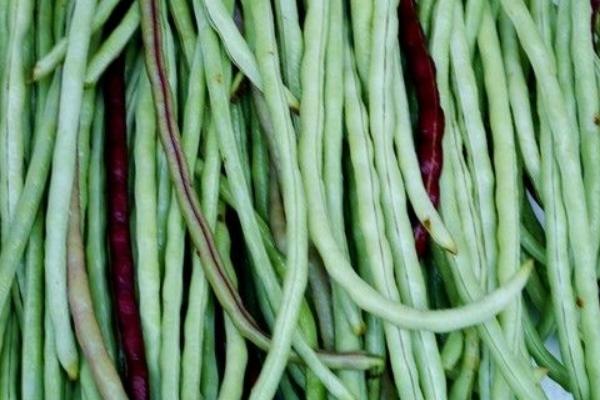 2018种豇豆赚钱吗?豇豆种植的利润与投资成本及前景预测