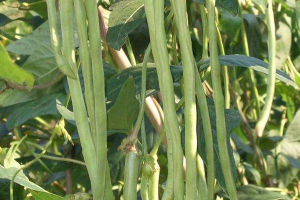 2018种豇豆赚钱吗?豇豆种植的利润与投资成本及前景预测