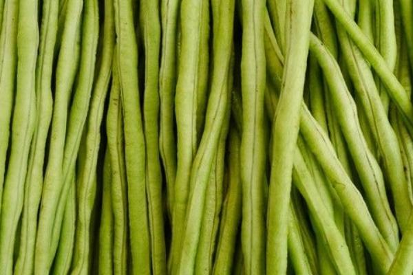 2018种豇豆赚钱吗?豇豆种植的利润与投资成本及前景预测