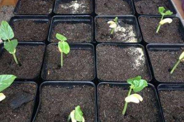 2018种豇豆赚钱吗?豇豆种植的利润与投资成本及前景预测