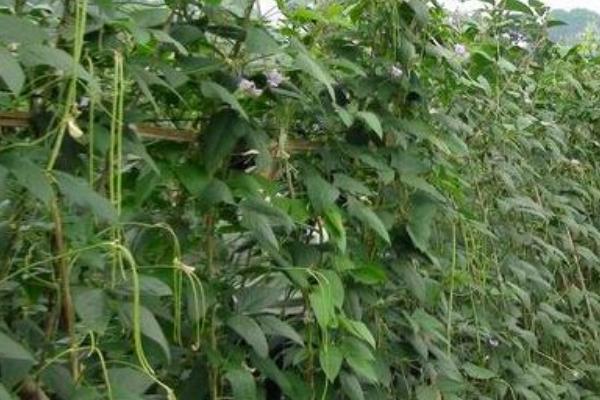 2018种豇豆赚钱吗?豇豆种植的利润与投资成本及前景预测
