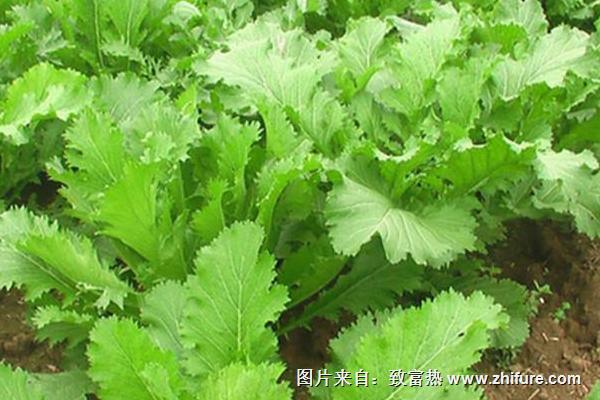 2018种芥菜赚钱吗?芥菜种植的利润与投资成本及前景预测