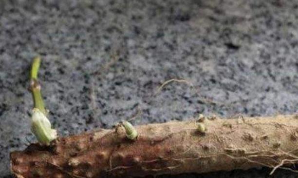 铁棍山药发芽还能吃吗