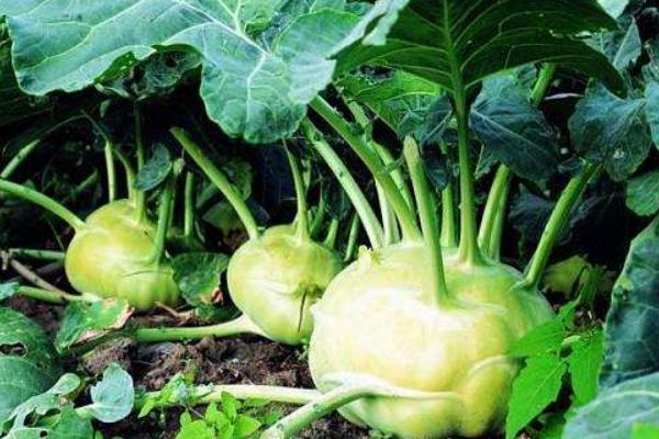 2018种榨菜赚钱吗?榨菜种植的利润与投资成本及前景预测