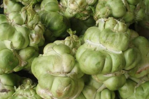 2018种榨菜赚钱吗?榨菜种植的利润与投资成本及前景预测