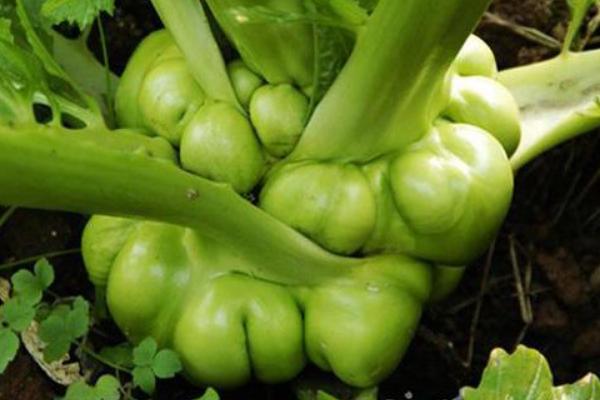 2018种榨菜赚钱吗?榨菜种植的利润与投资成本及前景预测