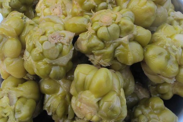 2018种榨菜赚钱吗?榨菜种植的利润与投资成本及前景预测