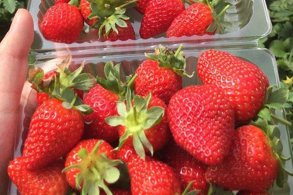 普通草莓、奶油草莓、巧克力草莓的区别