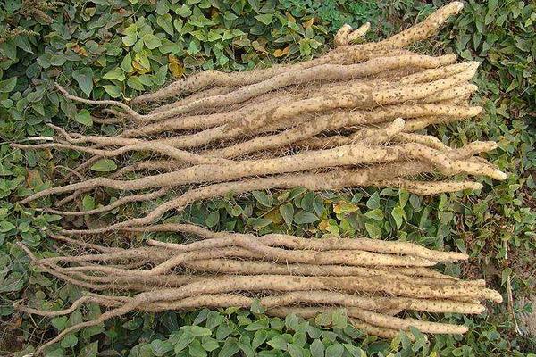 铁棍山药种植方法