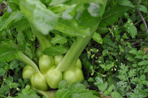 2018种榨菜赚钱吗?榨菜种植的利润与投资成本及前景预测