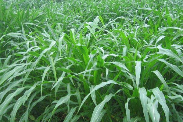 苏丹草是什么草,苏丹草前景、图片、作用、毒性