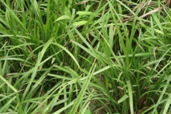 苏丹草是什么草,苏丹草前景、图片、作用、毒性