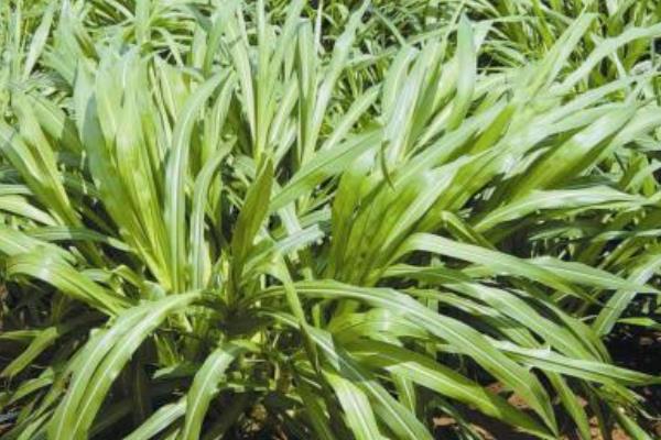 苏丹草是什么草,苏丹草前景、图片、作用、毒性