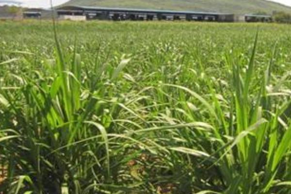 苏丹草是什么草,苏丹草前景、图片、作用、毒性