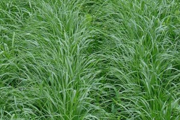 苏丹草是什么草,苏丹草前景、图片、作用、毒性