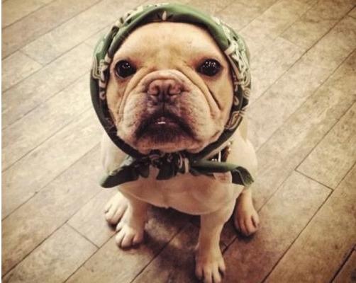 狗吃洋葱会怎样