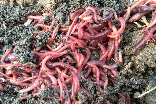 养蚯蚓赚钱吗?