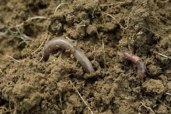 养蚯蚓赚钱吗?