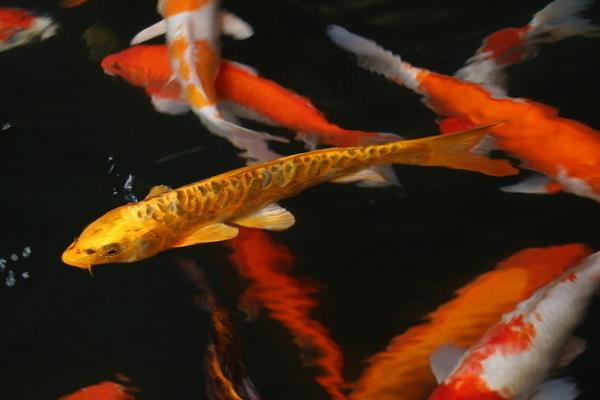 2015养锦鲤赚钱吗?2015锦鲤养殖前景及市场价格分析