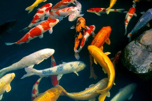 2015养锦鲤赚钱吗?2015锦鲤养殖前景及市场价格分析