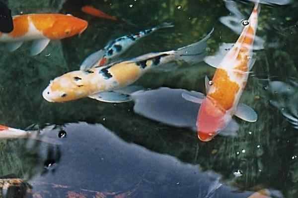 2015养锦鲤赚钱吗?2015锦鲤养殖前景及市场价格分析