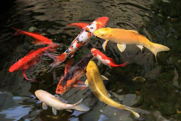 2015养锦鲤赚钱吗?2015锦鲤养殖前景及市场价格分析