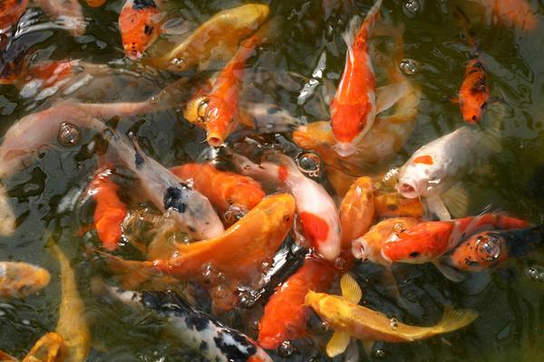 2015养锦鲤赚钱吗?2015锦鲤养殖前景及市场价格分析