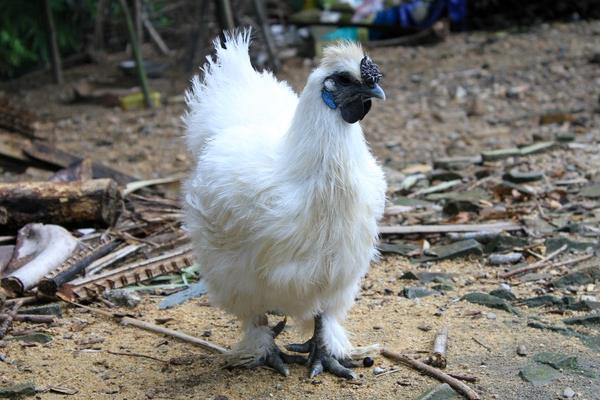 养乌鸡赚钱吗？