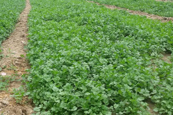 2018种香菜赚钱吗?香菜种植的利润与投资成本及前景预测
