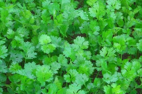 2018种香菜赚钱吗?香菜种植的利润与投资成本及前景预测