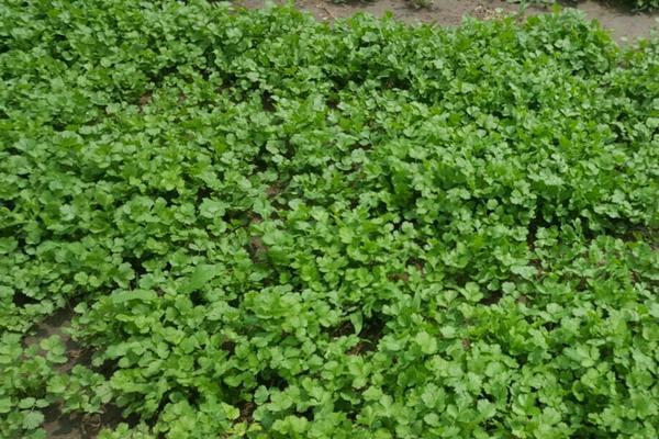 2018种香菜赚钱吗?香菜种植的利润与投资成本及前景预测