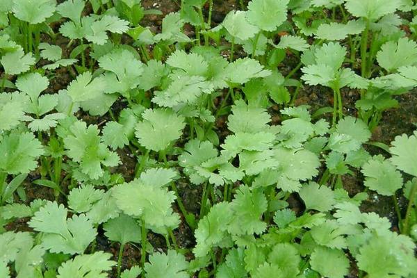 2018种香菜赚钱吗?香菜种植的利润与投资成本及前景预测