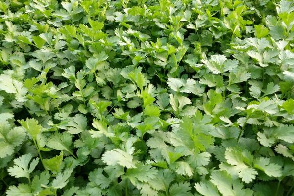 2018种香菜赚钱吗?香菜种植的利润与投资成本及前景预测