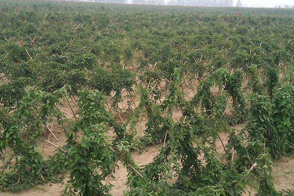 山药豆种植技术大全