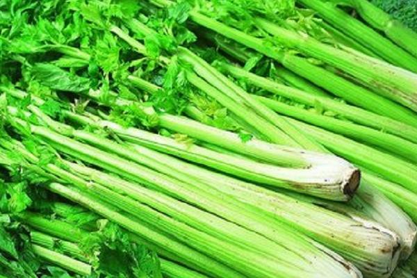 2018种芹菜赚钱吗?芹菜种植的利润与投资成本及前景预测