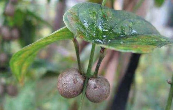 山药豆种植技术大全