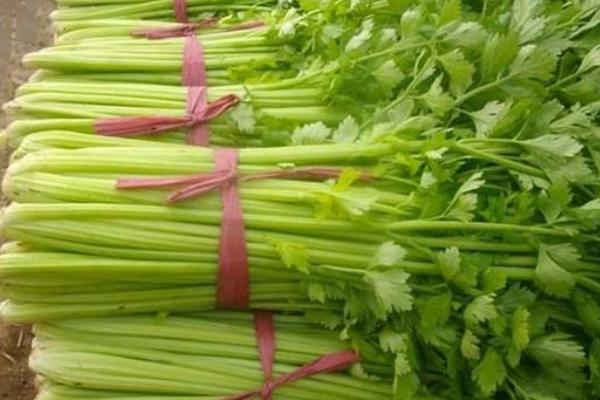 2018种芹菜赚钱吗?芹菜种植的利润与投资成本及前景预测