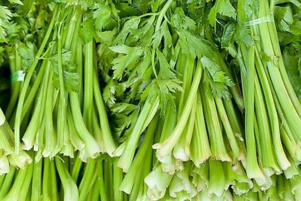 2018种芹菜赚钱吗?芹菜种植的利润与投资成本及前景预测