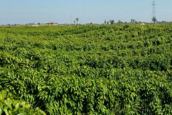 山药豆种植技术大全