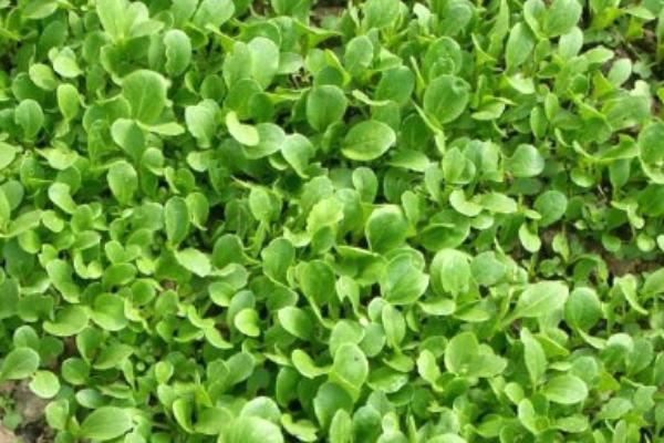 2018种芹菜赚钱吗?芹菜种植的利润与投资成本及前景预测