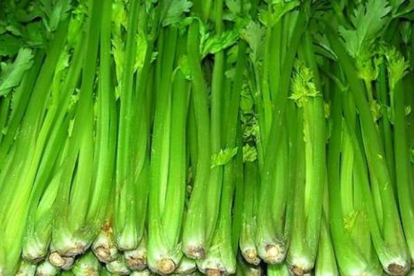 2018种芹菜赚钱吗?芹菜种植的利润与投资成本及前景预测