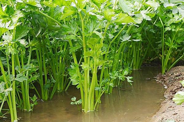 2018种芹菜赚钱吗?芹菜种植的利润与投资成本及前景预测