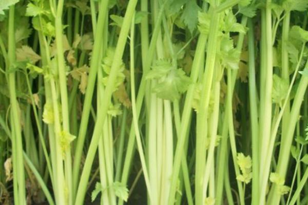 2018种芹菜赚钱吗?芹菜种植的利润与投资成本及前景预测