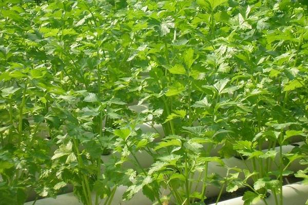 2018种芹菜赚钱吗?芹菜种植的利润与投资成本及前景预测