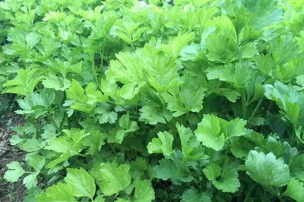 2018种芹菜赚钱吗?芹菜种植的利润与投资成本及前景预测