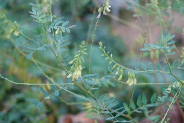 黄芪种子什么时候发芽出苗比较好?