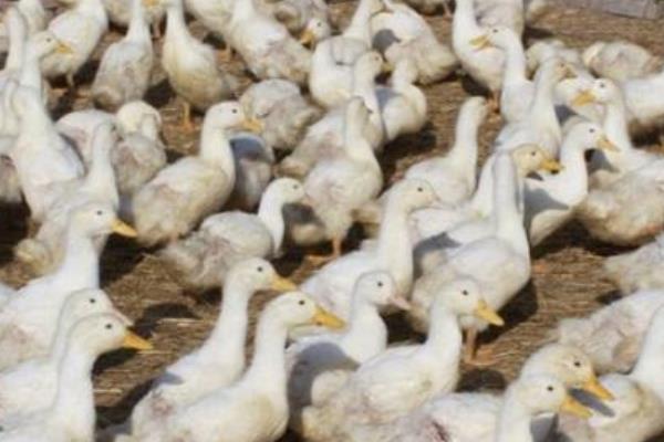 养肉鸭挣钱吗?养肉鸭有什么风险?